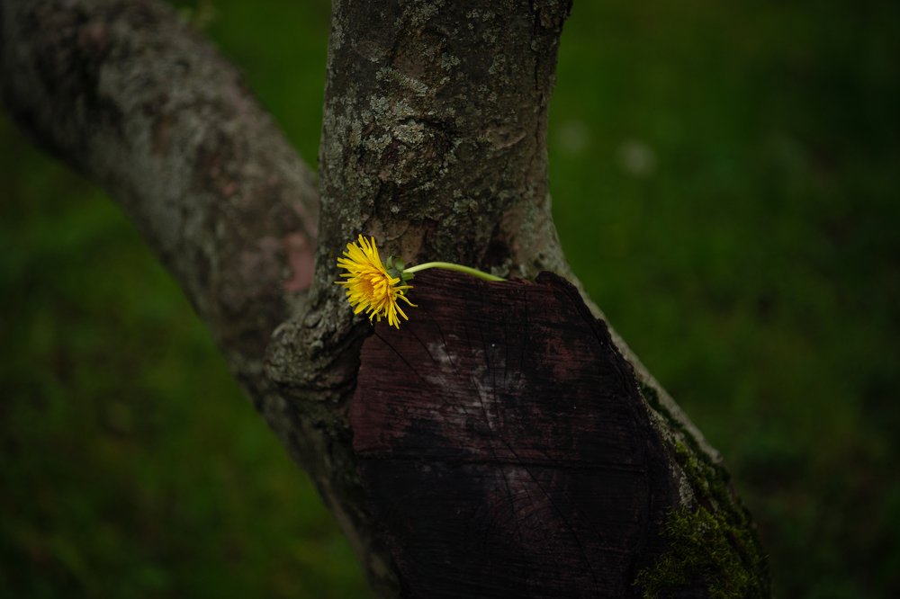 Фотография автора Екатерина Лапаева
