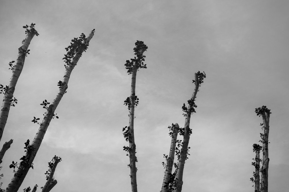 Фотография автора Екатерина Лапаева