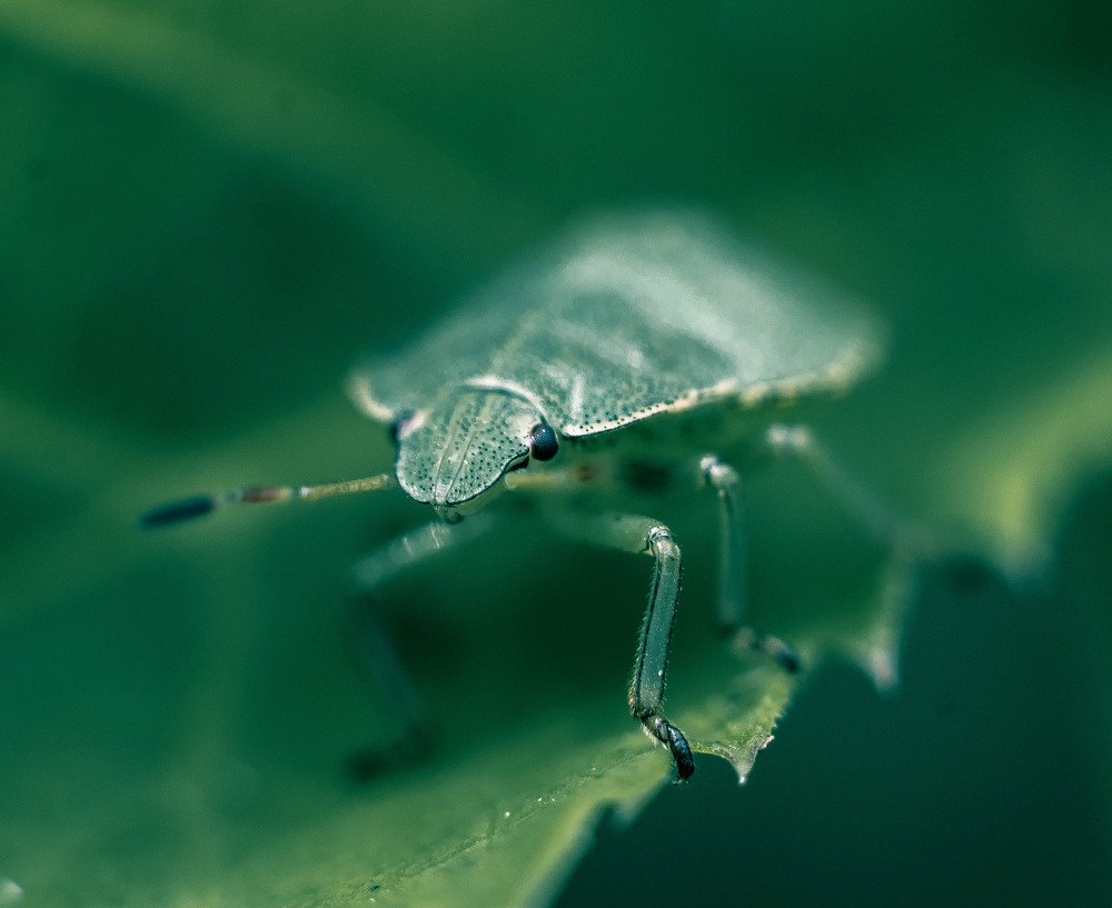 Покатай меня,большая черепаха!