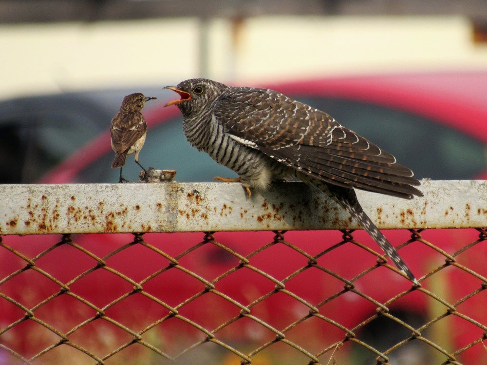 Молодой кукушонок и "мамочка"