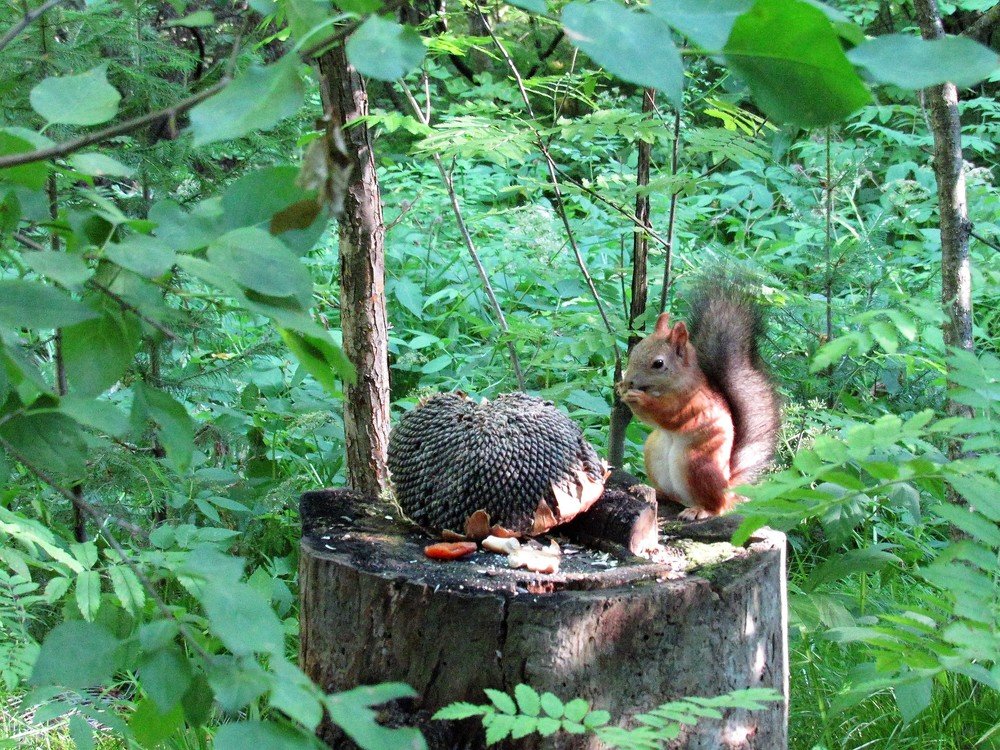 Photograph by Устюжанина Елена