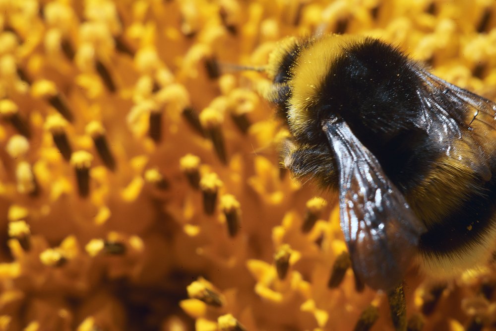 Photograph by Ольга Шибяева