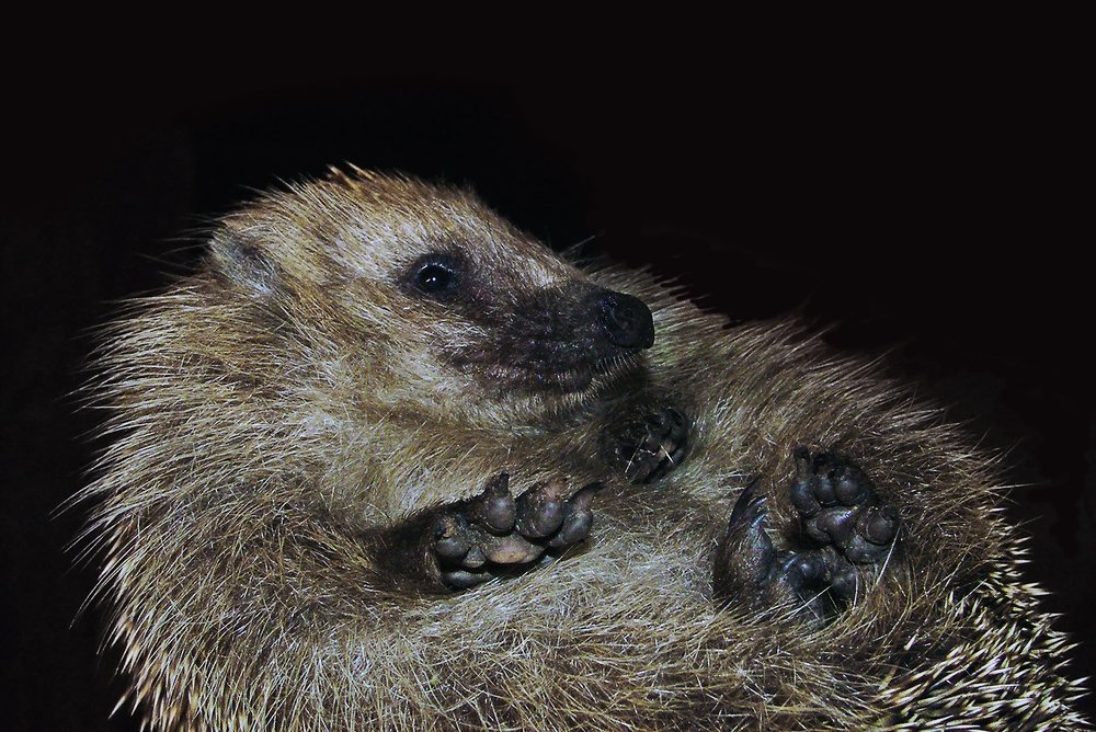 Photograph by Анатолий Максимов