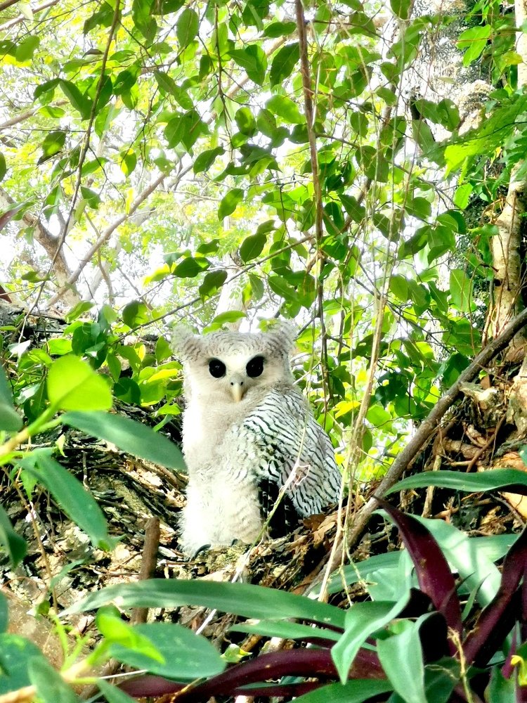 Photograph by Chunhou Poon