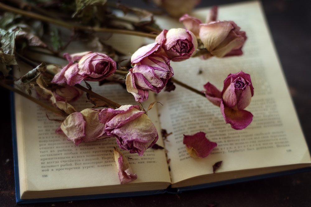 Photograph by Елена Стещенко