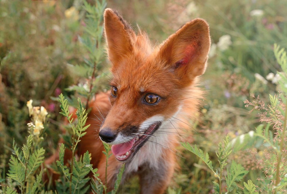 Photograph by Оксана Зверева