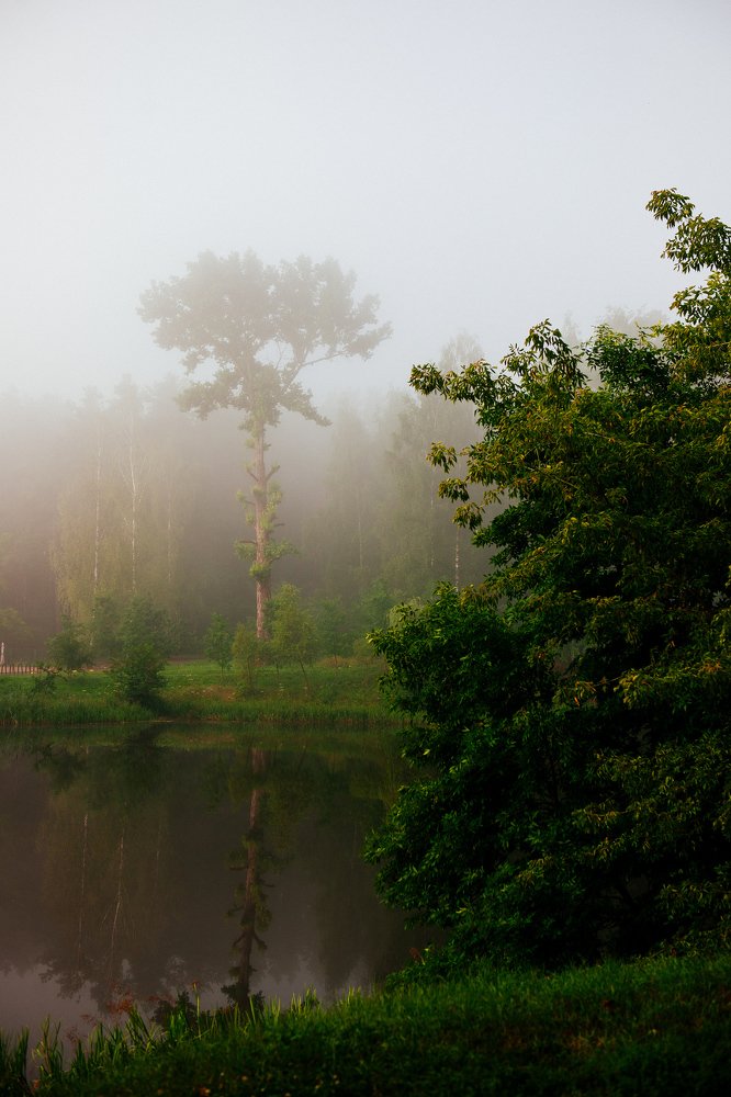 Дерево жизни