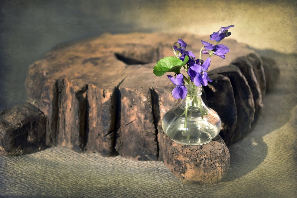 Лесные фиалки