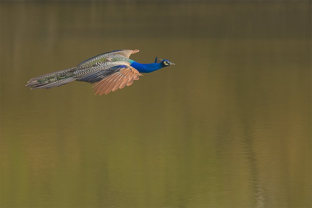 Indian Peacock sub-adult male flying over a lake...