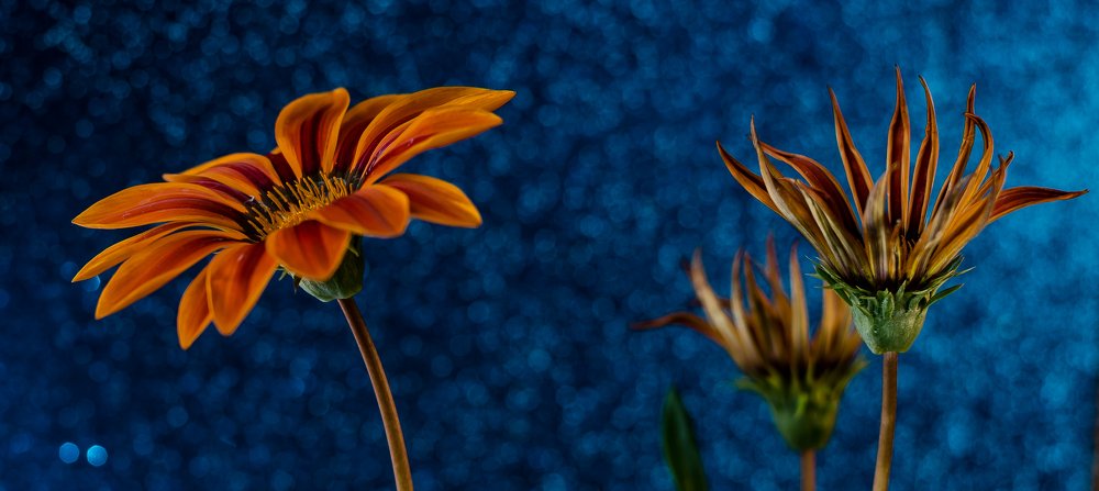 Photograph by Ognyan Levashki