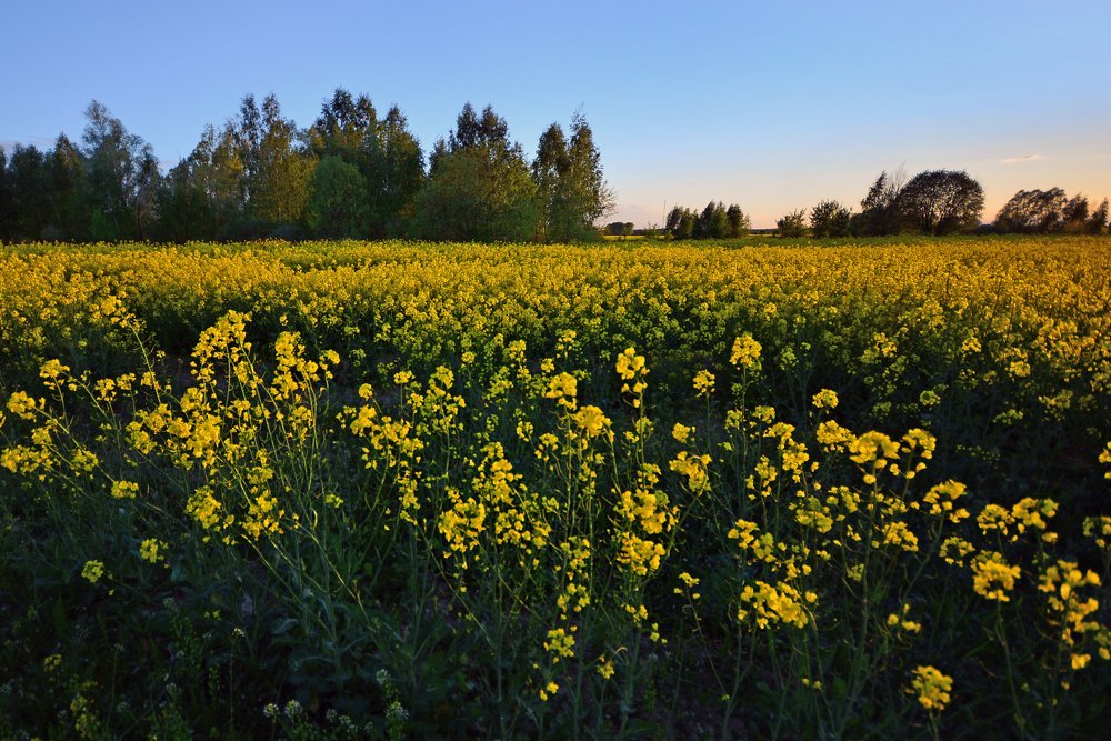 Photograph by Елена Куннова