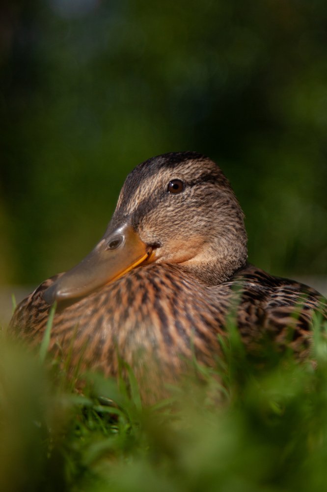 Photograph by Сергей Валерий Михайлович