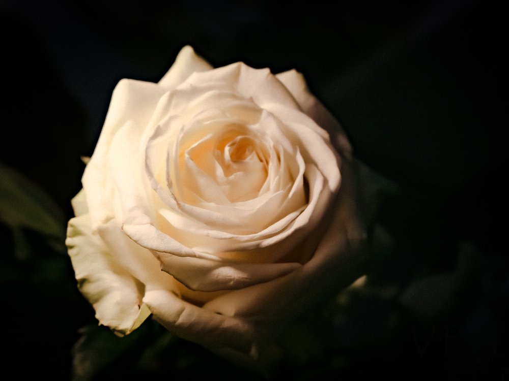 Photograph by Florentina-Adriana Vasilescu