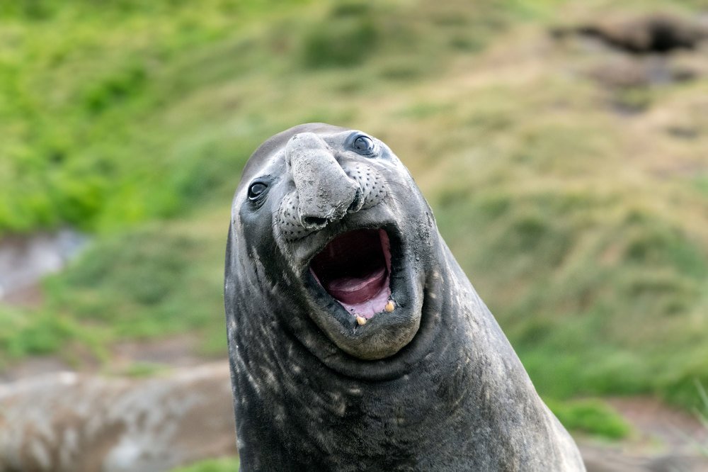 Добро пожаловать в Антарктику