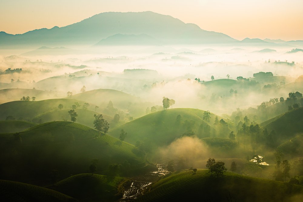 Bình minh trên đồi chè!
