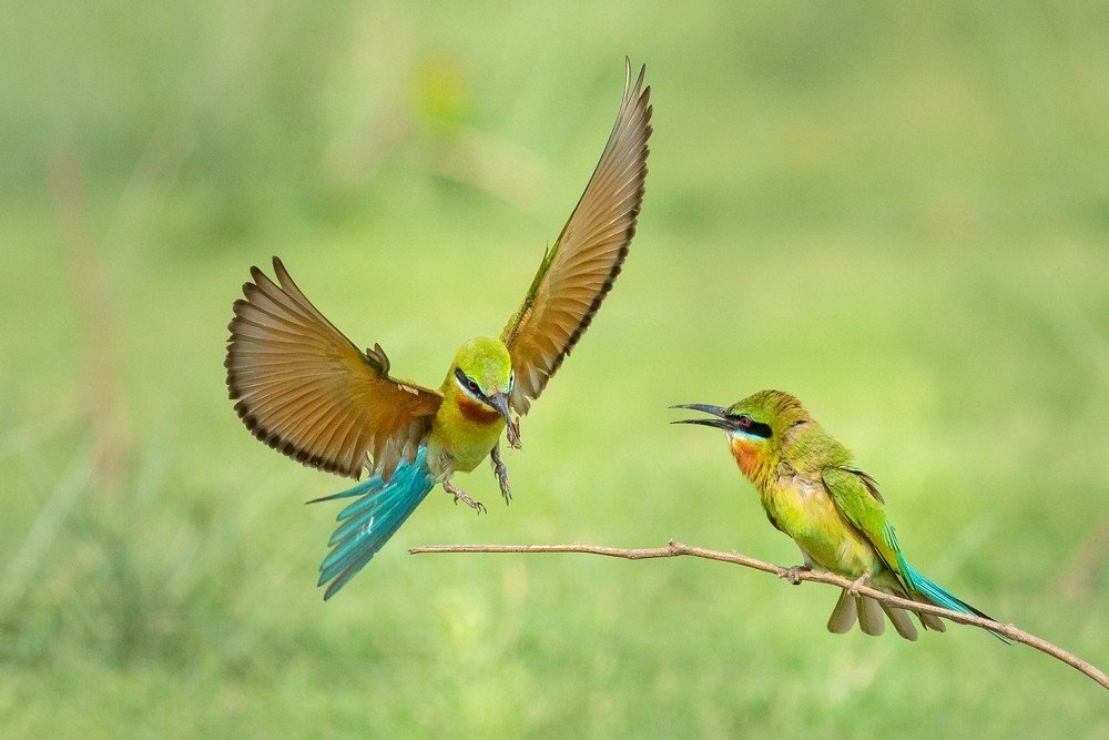 BLUE TAILED GREEN BEE EATERS COUPLE