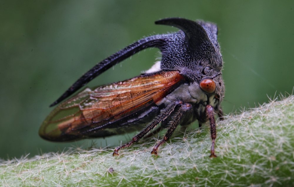 Treehopper