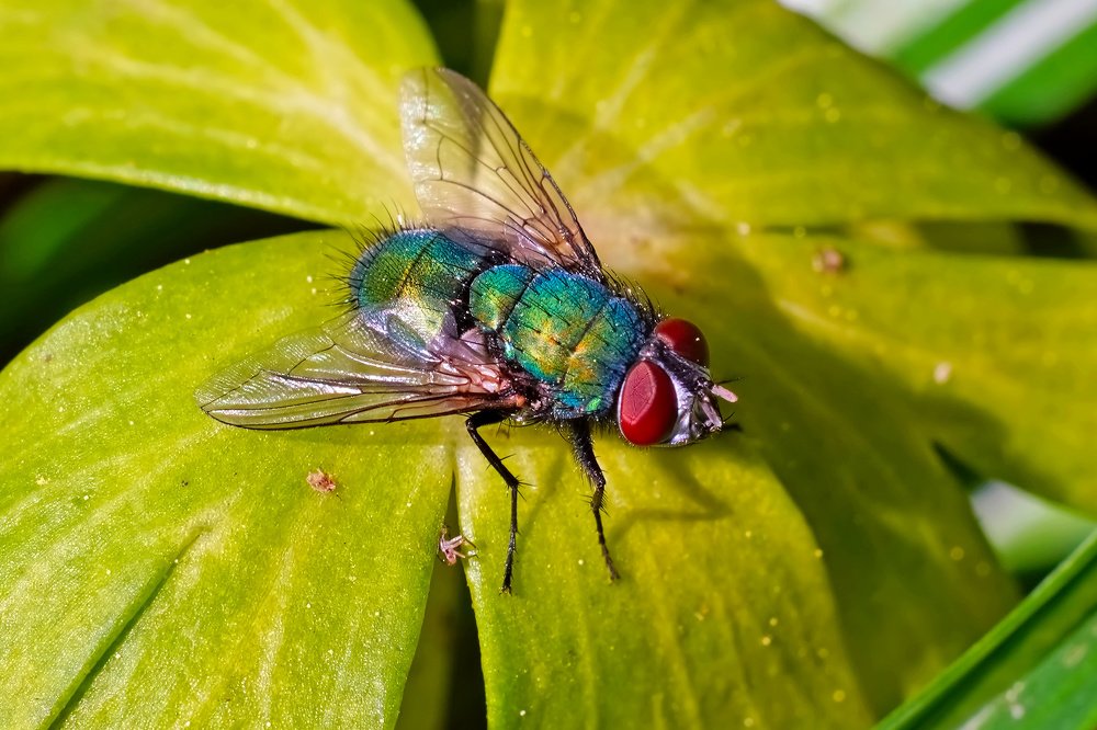 Обыкновенная зелёная падальница