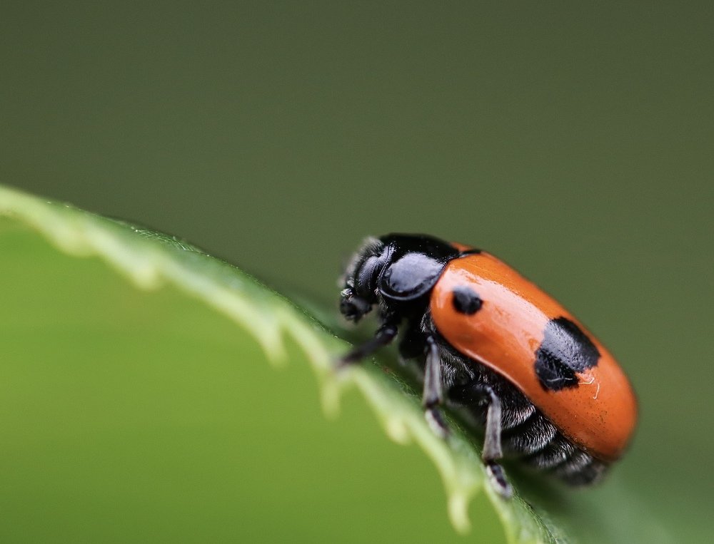 Photograph by Малика Маткарим