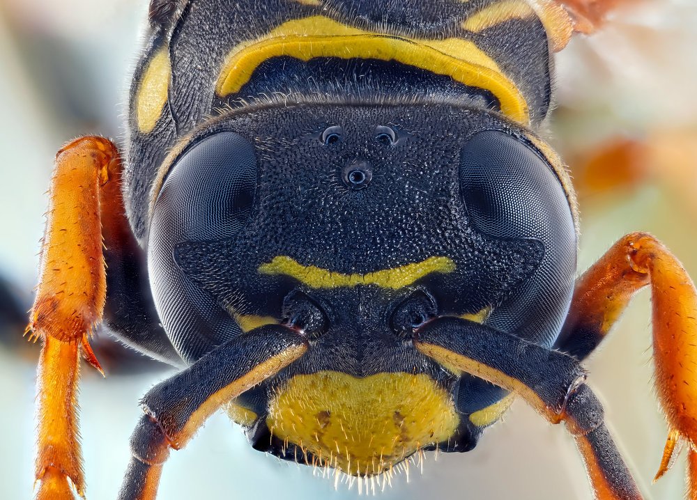 Полист, или бумажная оса