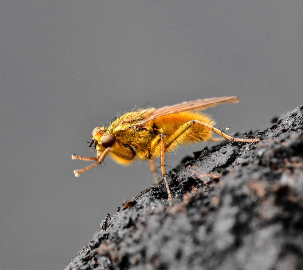 Dunkfliege