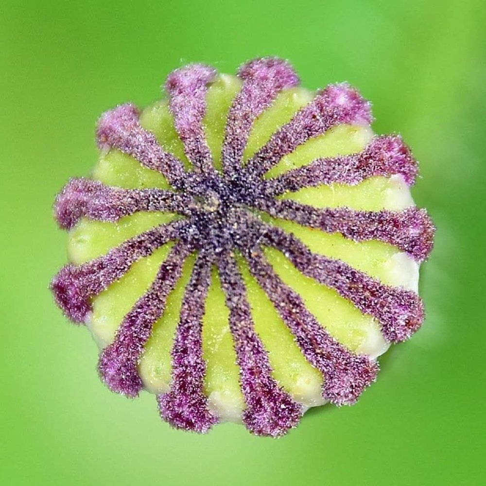 Im Inneren einer Mohnblume