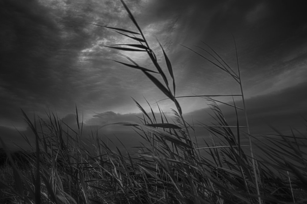 Nature,Wind,Monochrome