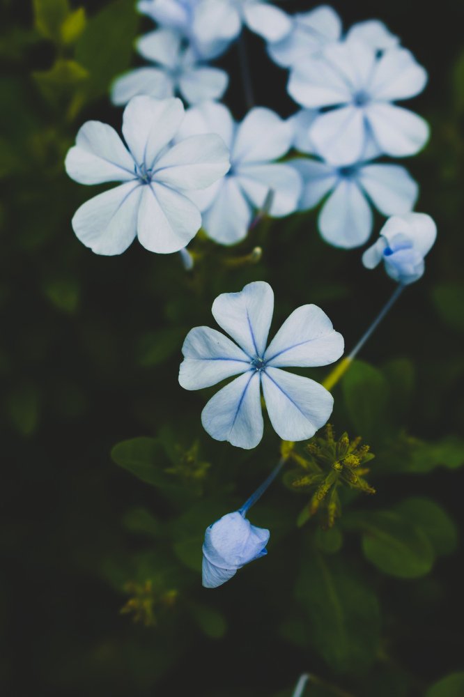 Flower photography