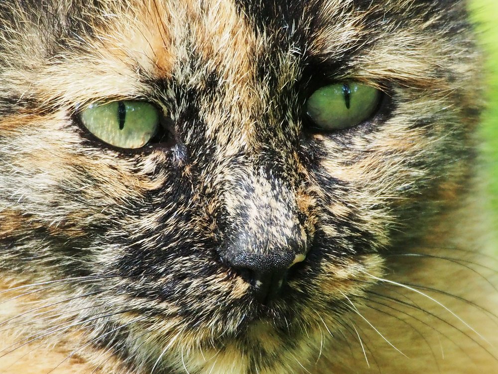 Photograph by Abdolreza Aleagha