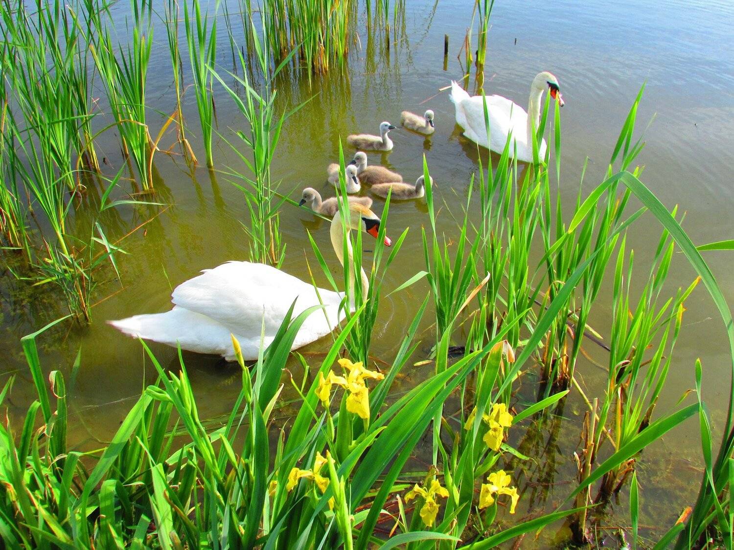 Swan family in spring