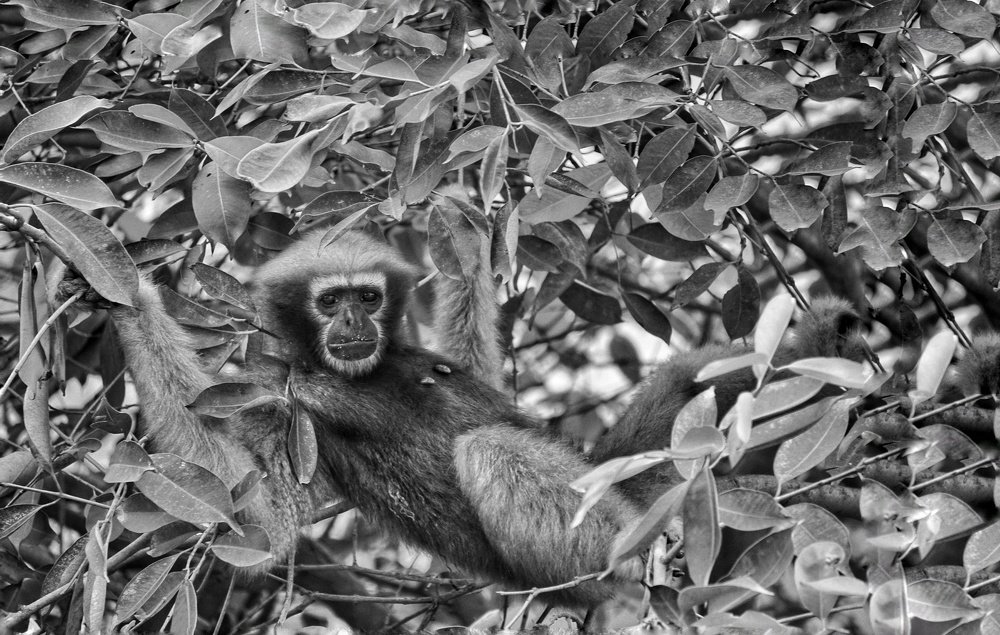 Фотография автора Mridul Chaudhary