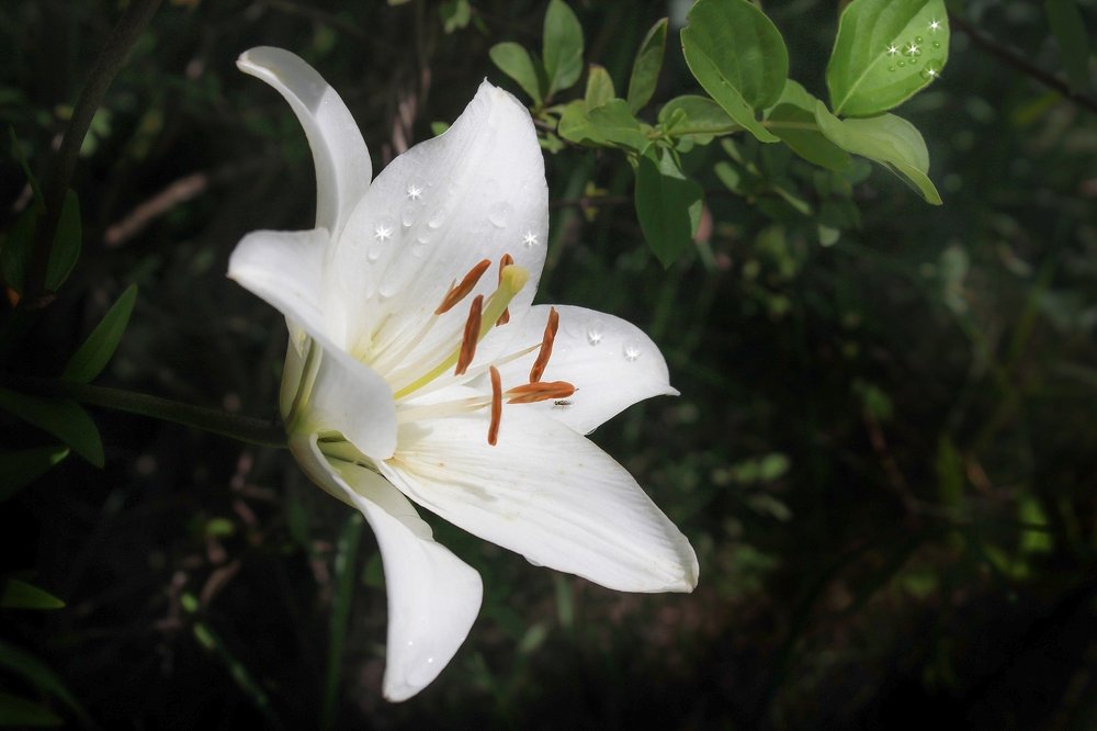 Dewdrop