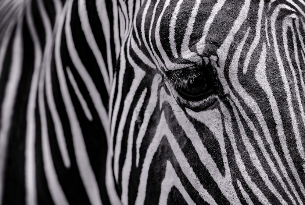 Photograph by Mizael Palomeque