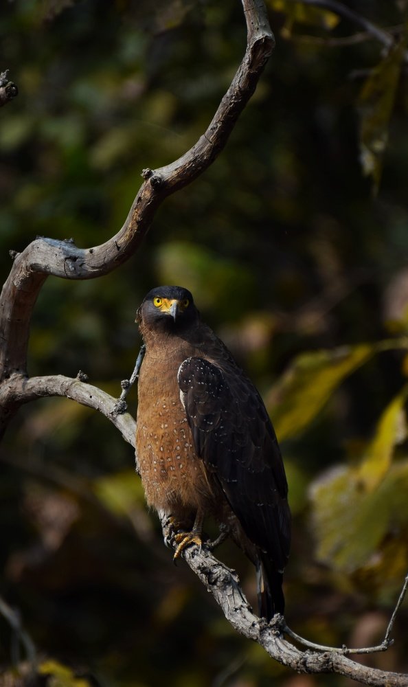 The Sparkling Raptor