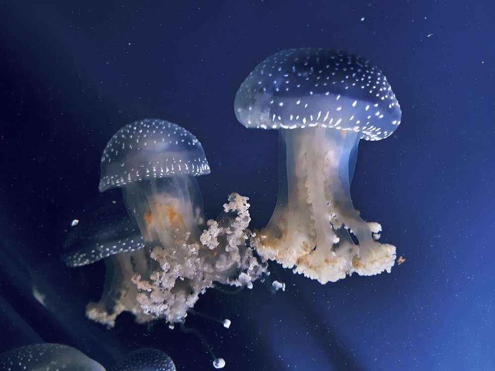 Jellyfish