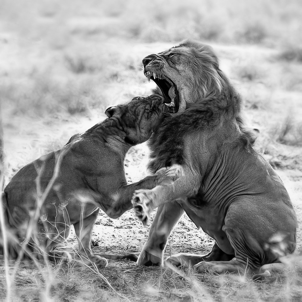 Photograph by David Lerer