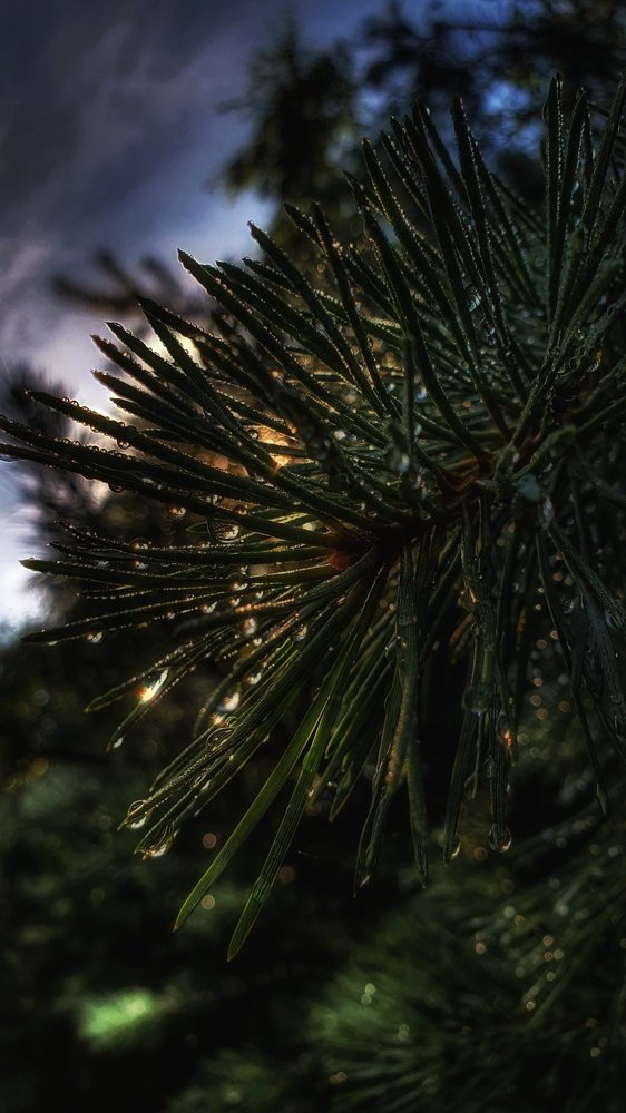 Photograph by Виктор Литошик