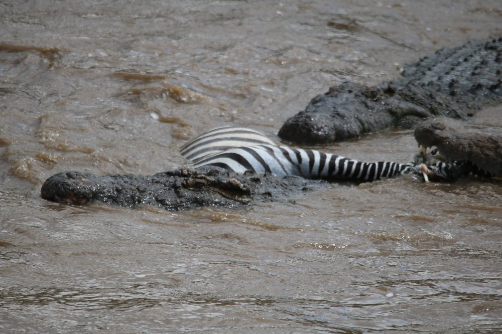 Photograph by Gert Steyn