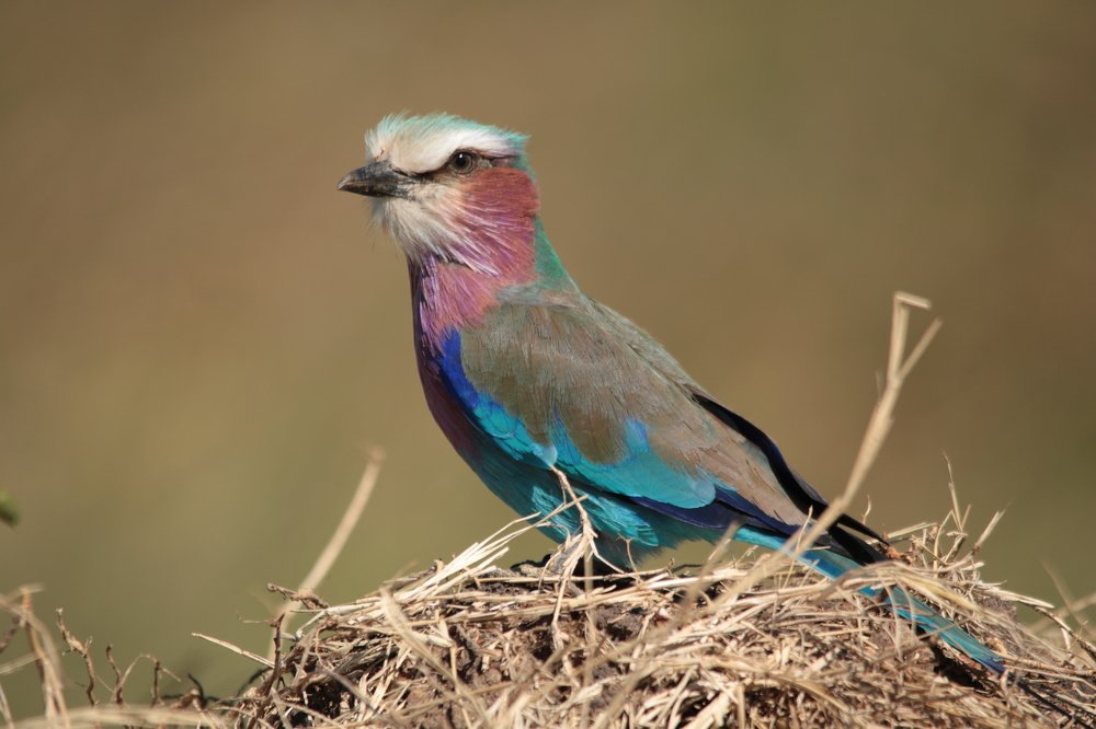 Photograph by Gert Steyn