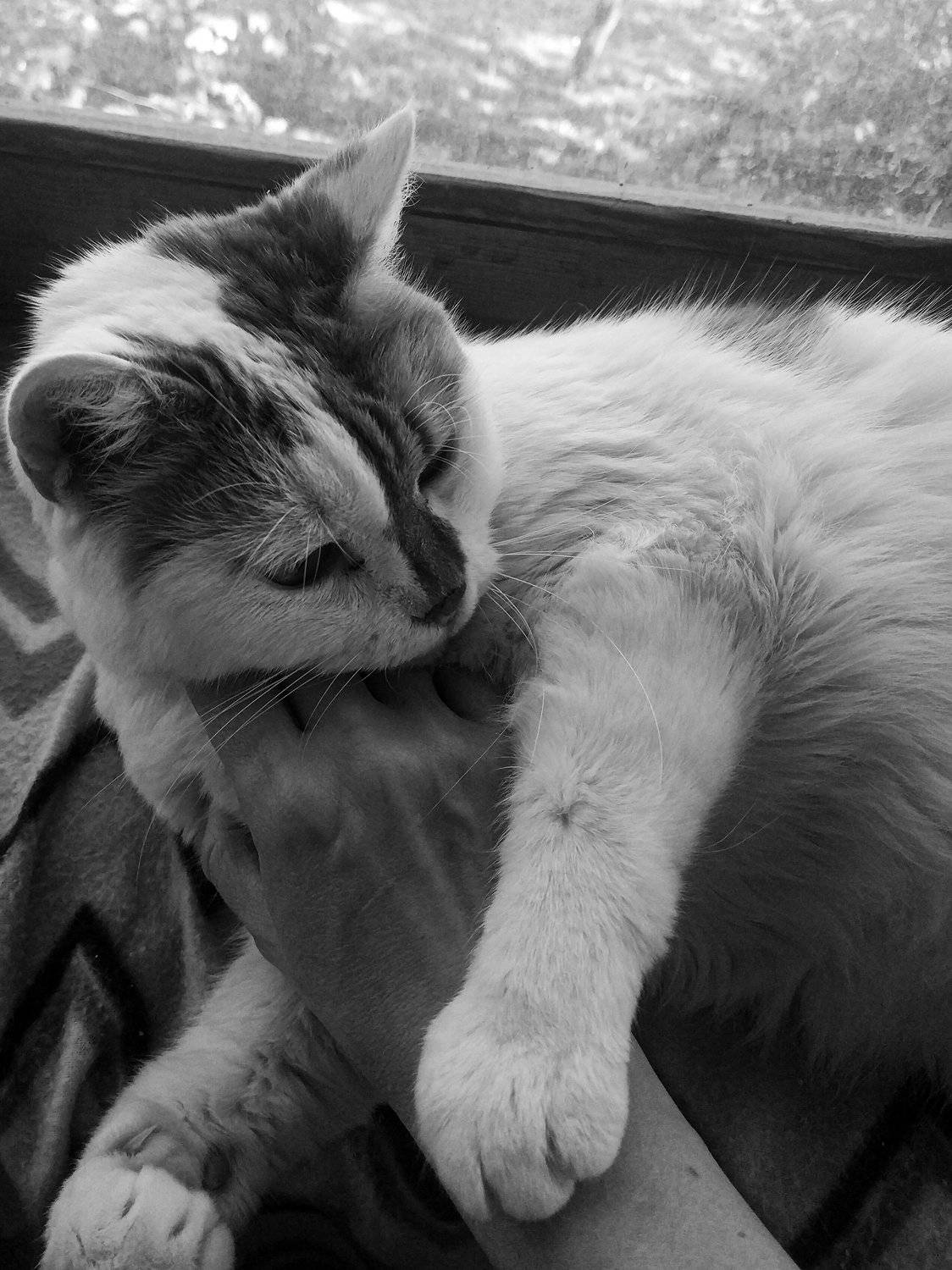 Photo #4814955