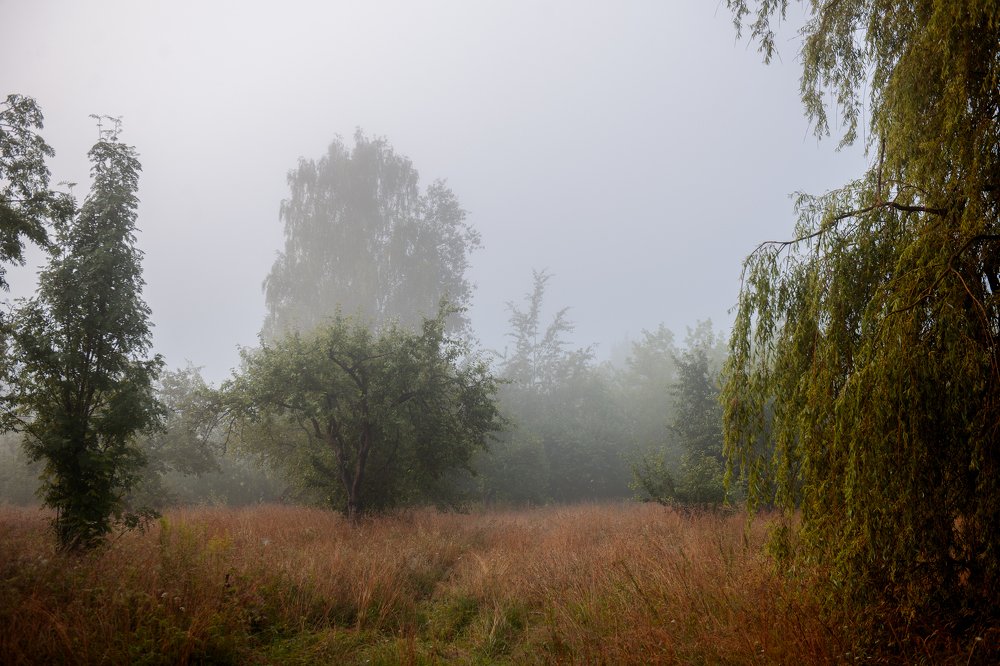 Заброшенный  сад