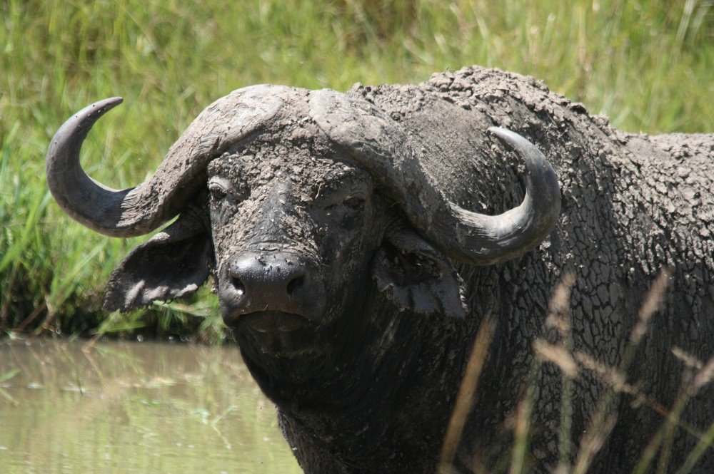 Photograph by Gert Steyn