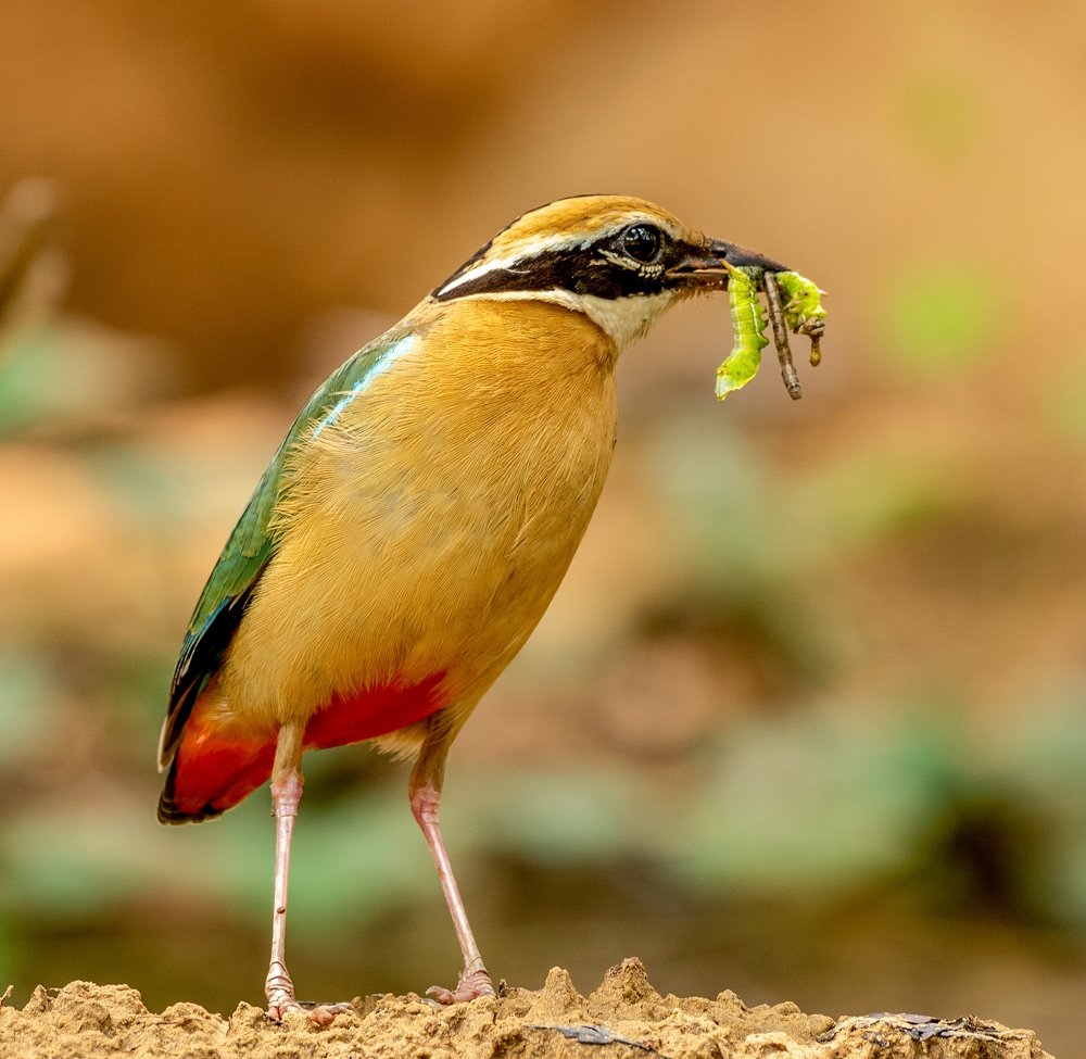 Indian Pitta