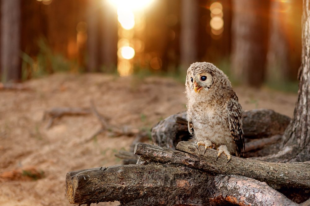 Photograph by Елена Смирнова