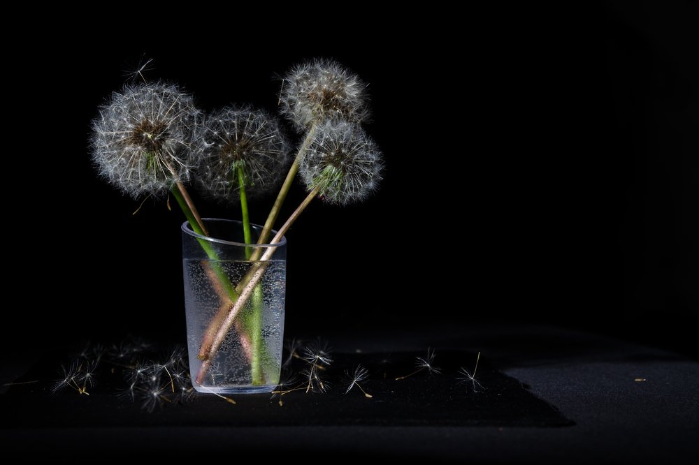 Одуванчики