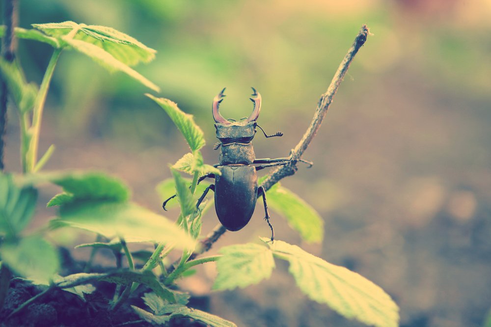 Фотография автора Юлия Капустинская