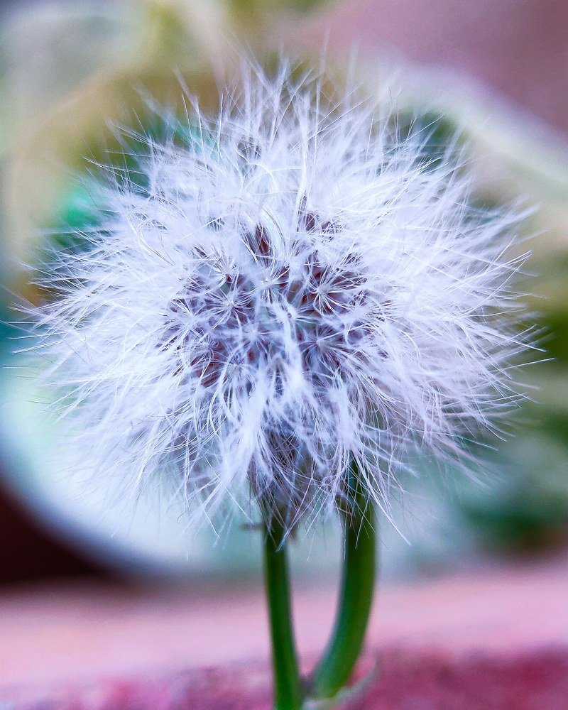 Macro Details Of The Common groundsel
