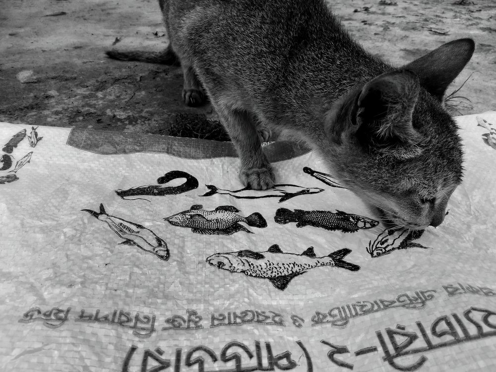 Photograph by Ha-Mim Brinto Syed Asir