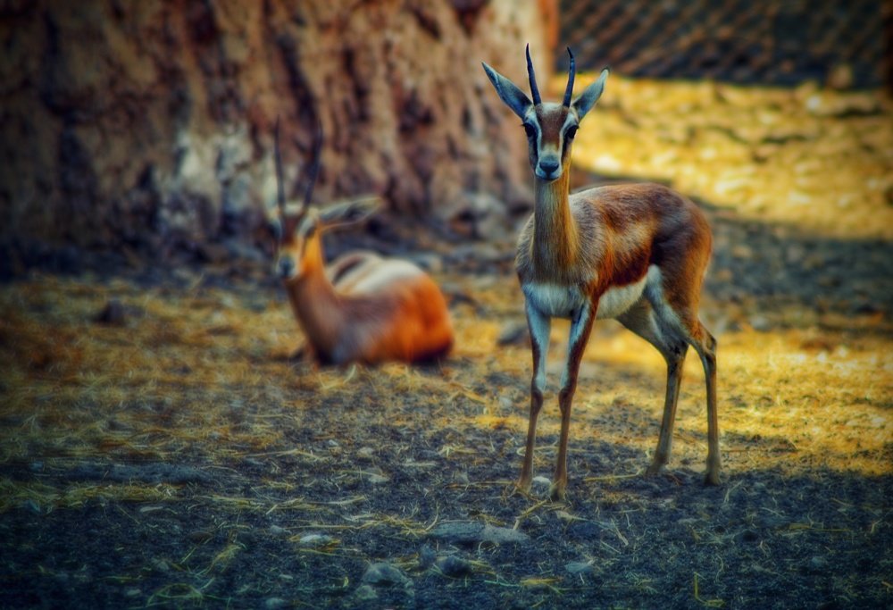 Photograph by Mohammad Rasheed