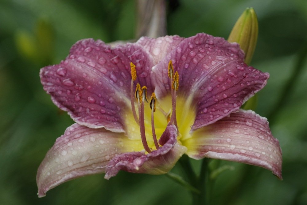 После дождя